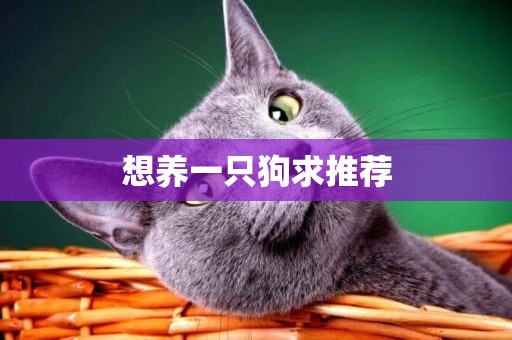 想養一只狗求推薦