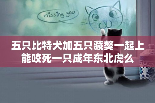 五只比特犬加五只藏獒一起上能咬死一只成年東北虎么