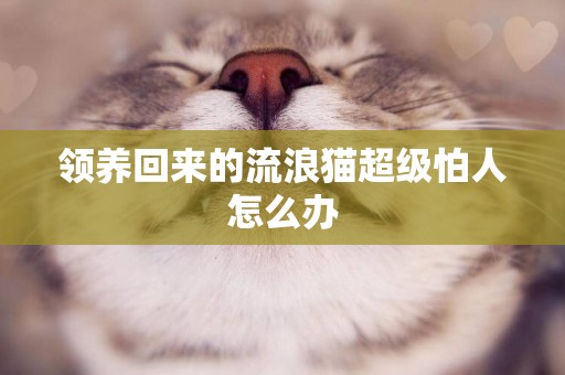 領養回來的流浪貓超級怕人怎么辦