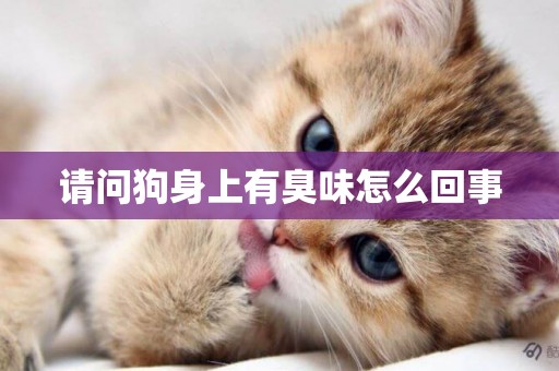 請問狗身上有臭味怎么回事