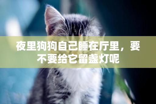 夜里狗狗自己睡在廳里，要不要給它留盞燈呢