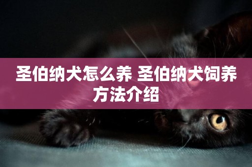 圣伯納犬怎么養 圣伯納犬飼養方法介紹