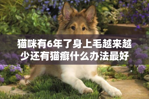 貓咪有6年了身上毛越來越少還有貓癬什么辦法最好
