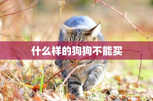 什么樣的狗狗不能買