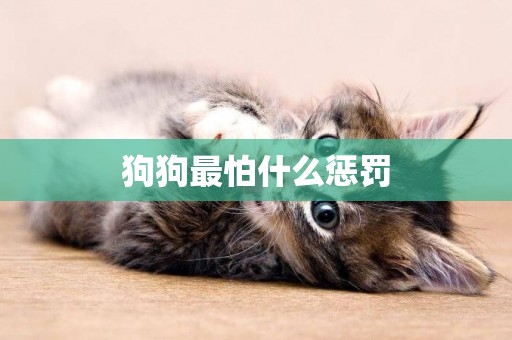 狗狗最怕什么懲罰