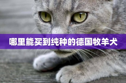 哪里能買到純種的德國牧羊犬