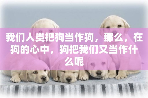 我們人類把狗當作狗，那么，在狗的心中，狗把我們又當作什么呢