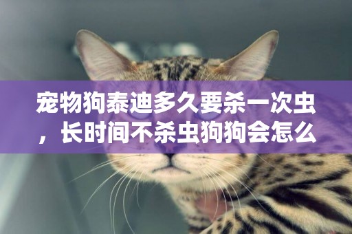 寵物狗泰迪多久要殺一次蟲，長時間不殺蟲狗狗會怎么樣