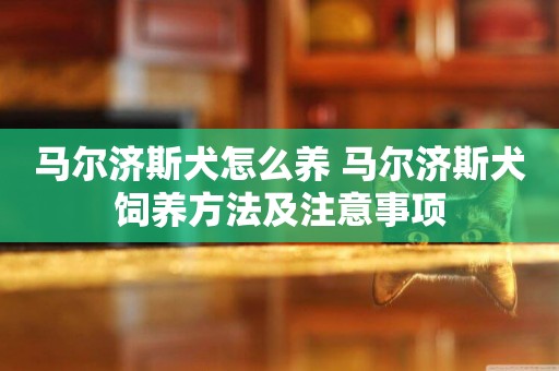 馬爾濟斯犬怎么養 馬爾濟斯犬飼養方法及注意事項