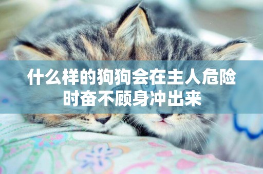 什么樣的狗狗會在主人危險時奮不顧身沖出來