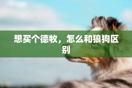 想買個德牧，怎么和狼狗區別