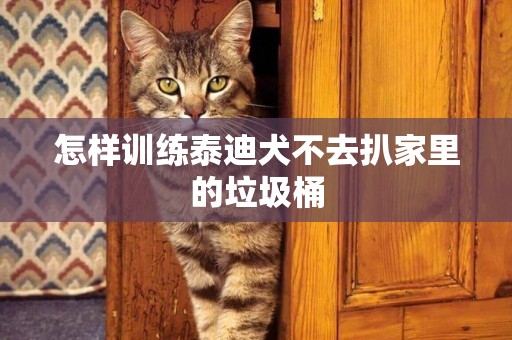 怎樣訓練泰迪犬不去扒家里的垃圾桶