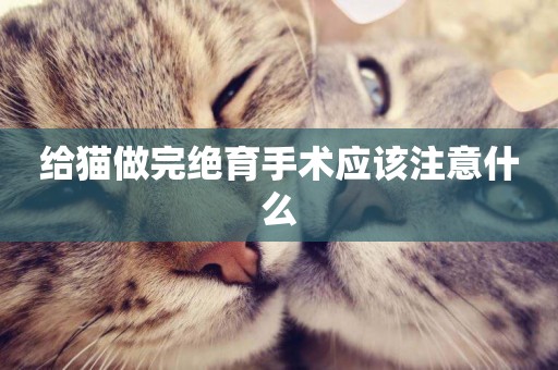 給貓做完絕育手術應該注意什么
