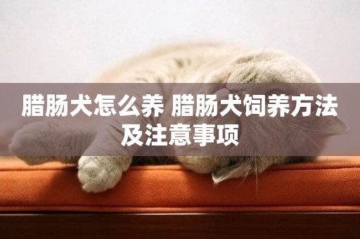 臘腸犬怎么養 臘腸犬飼養方法及注意事項