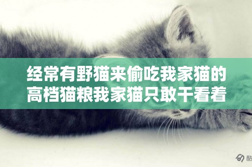 經常有野貓來偷吃我家貓的高檔貓糧我家貓只敢干看著不敢胖揍他們怎么辦
