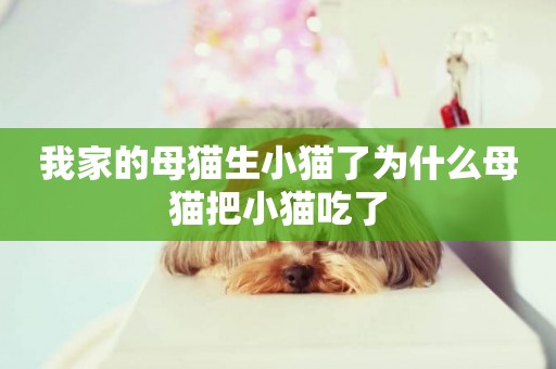 我家的母貓生小貓了為什么母貓把小貓吃了