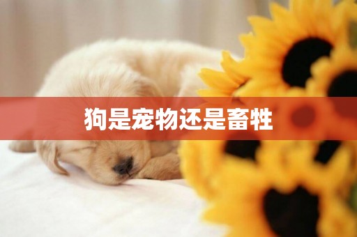狗是寵物還是畜牲