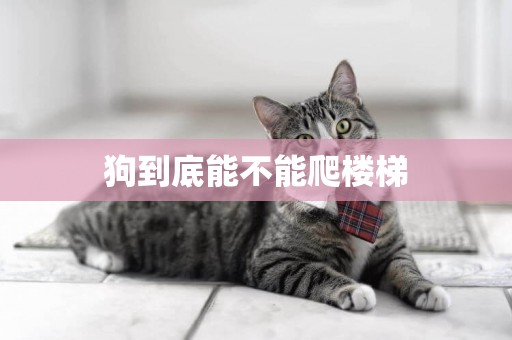 狗到底能不能爬樓梯