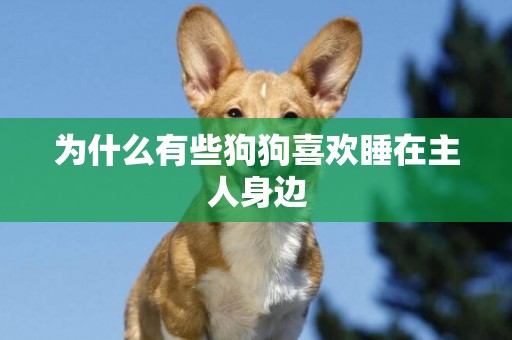 為什么有些狗狗喜歡睡在主人身邊