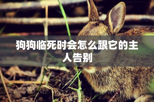 狗狗臨死時會怎么跟它的主人告別