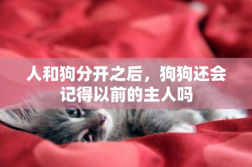 人和狗分開之后，狗狗還會記得以前的主人嗎