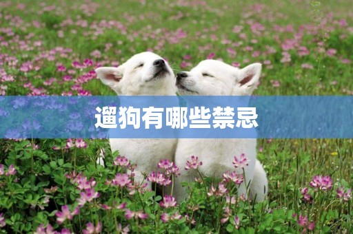 遛狗有哪些禁忌