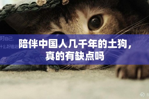 陪伴中國人幾千年的土狗，真的有缺點嗎
