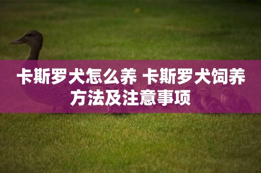 卡斯羅犬怎么養 卡斯羅犬飼養方法及注意事項
