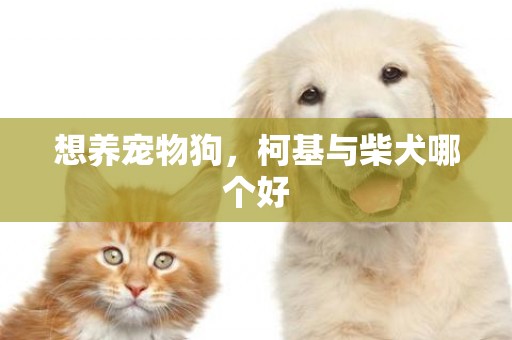 想養寵物狗，柯基與柴犬哪個好