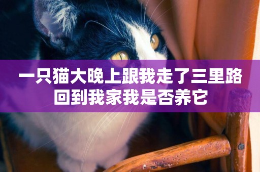 一只貓大晚上跟我走了三里路回到我家我是否養它