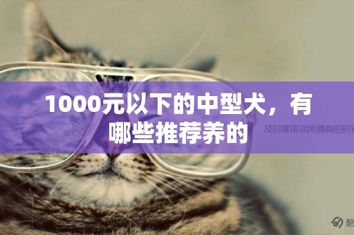 1000元以下的中型犬，有哪些推薦養的