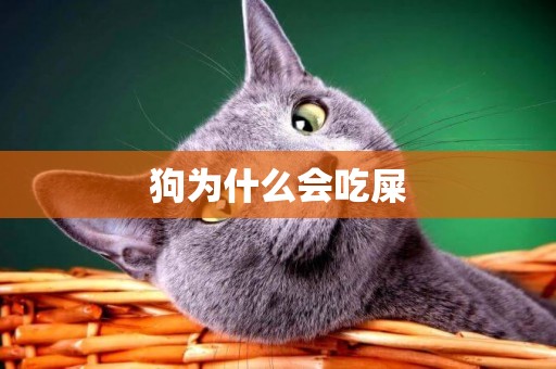 狗為什么會吃屎