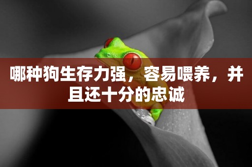 哪種狗生存力強，容易喂養，并且還十分的忠誠