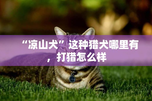 “涼山犬”這種獵犬哪里有，打獵怎么樣