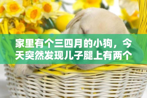 家里有個三四月的小狗，今天突然發現兒子腿上有兩個小點，看著還