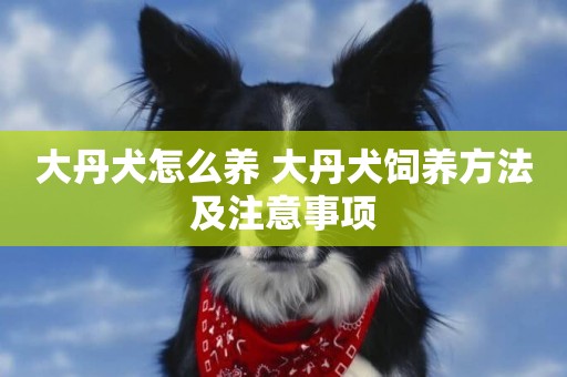 大丹犬怎么養 大丹犬飼養方法及注意事項