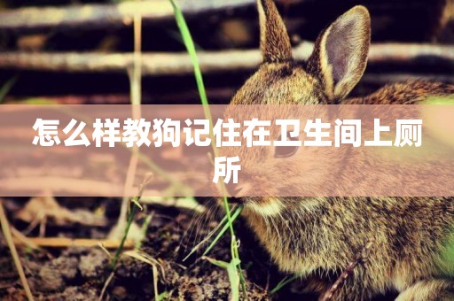 怎么樣教狗記住在衛生間上廁所