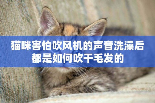貓咪害怕吹風機的聲音洗澡后都是如何吹干毛發的