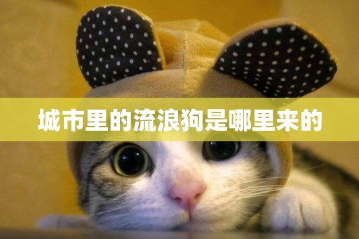 城市里的流浪狗是哪里來的