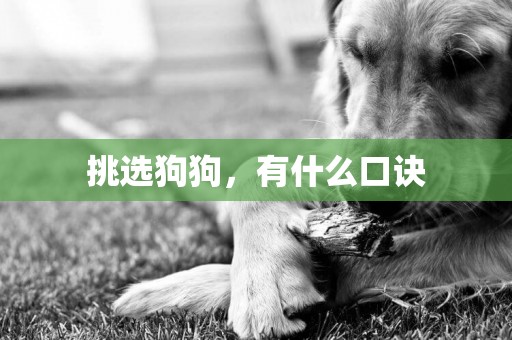 挑選狗狗，有什么口訣