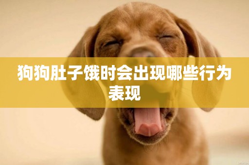 狗狗肚子餓時會出現哪些行為表現