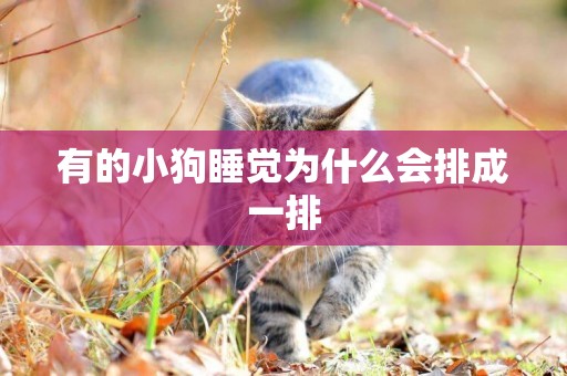 有的小狗睡覺為什么會排成一排