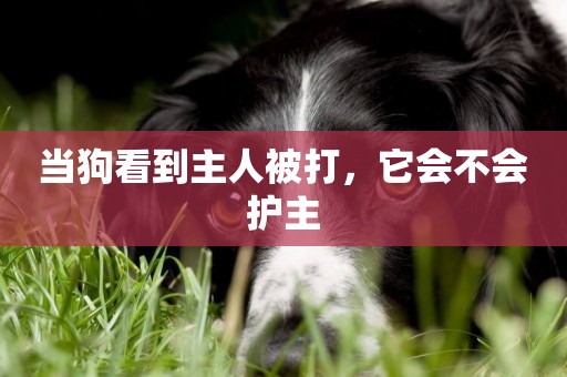 當狗看到主人被打，它會不會護主