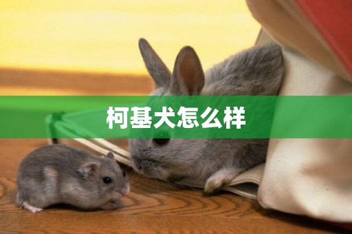 柯基犬怎么樣