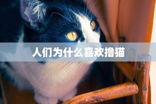 人們為什么喜歡擼貓
