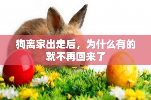 狗離家出走后，為什么有的就不再回來了