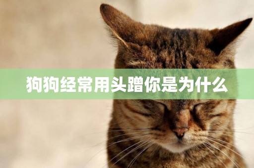 狗狗經常用頭蹭你是為什么