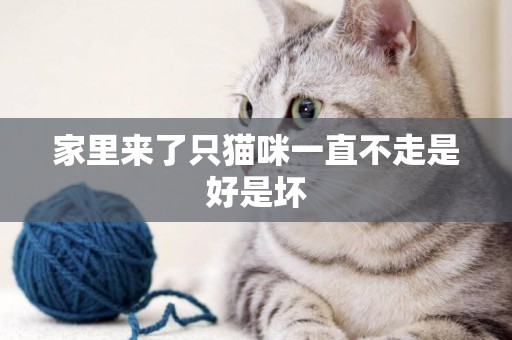 家里來了只貓咪一直不走是好是壞