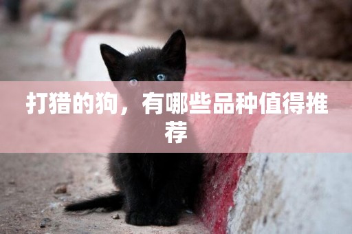 打獵的狗，有哪些品種值得推薦
