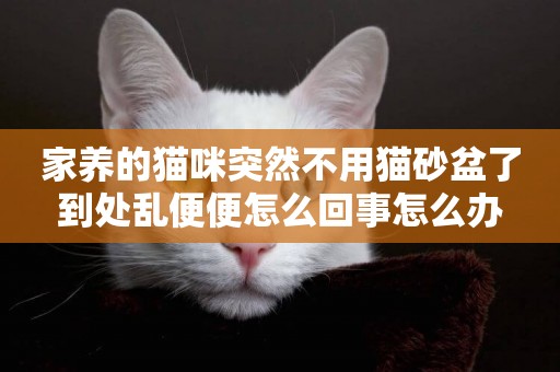 家養的貓咪突然不用貓砂盆了到處亂便便怎么回事怎么辦
